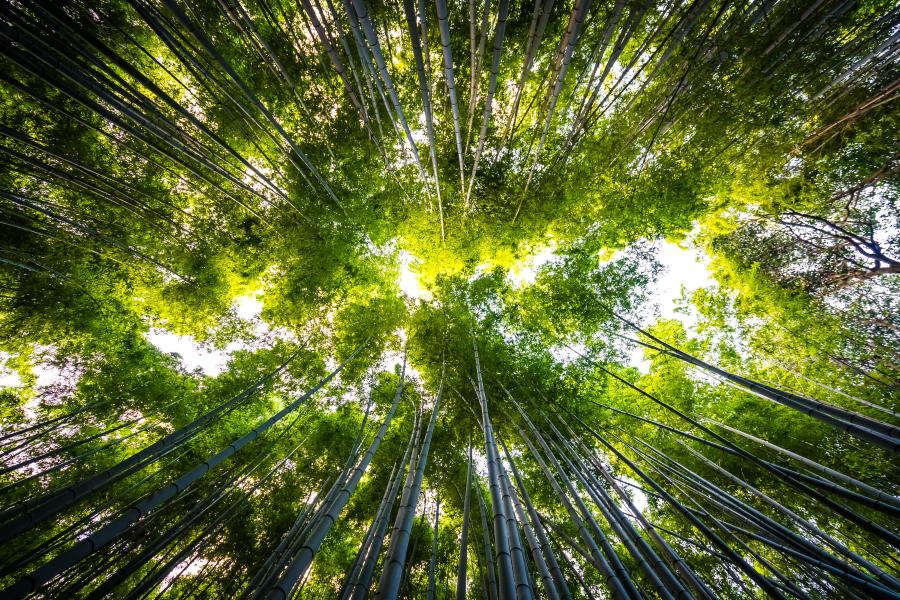 Veja as Empresas Mais Sustentáveis do Mundo pela TIME